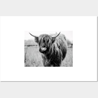 Young Highland Cow Posters and Art